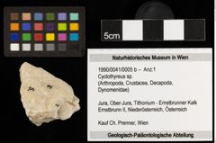 Foto (Objekt + Etiketten) von Cyclothyreus sp. (NHMW-GEO-1990-0041-0005b)